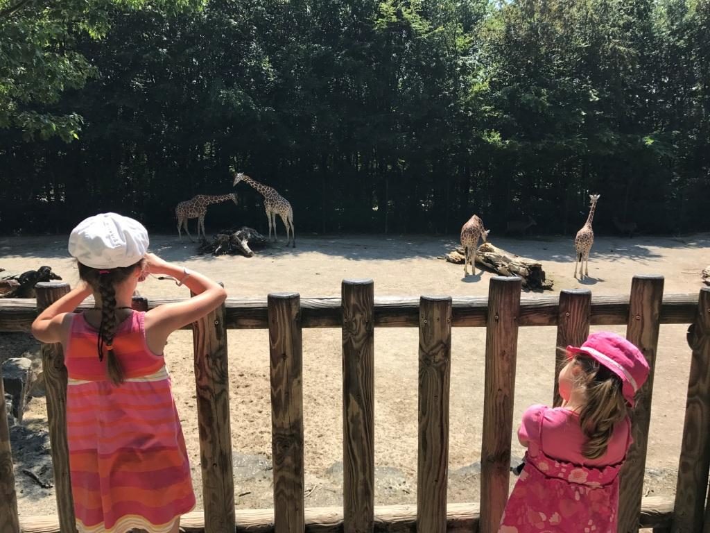 Zoo Osnabrück mit Kindern - Giraffen