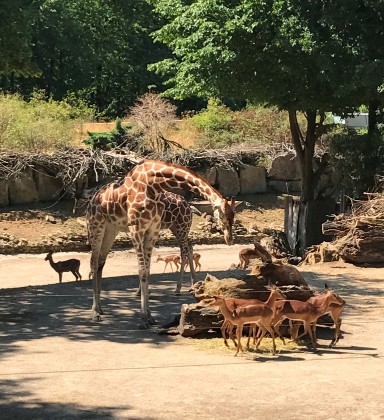 Zoo Osnabrück mit Kindern - Giraffen