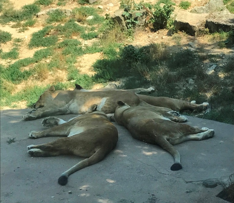 Zoo Osnabrück mit Kindern - Löwen