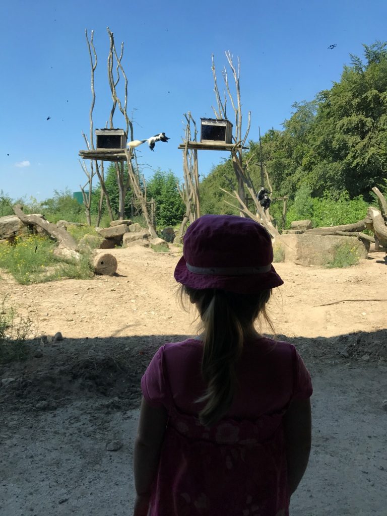 Zoo Osnabrück mit Kindern - Affen