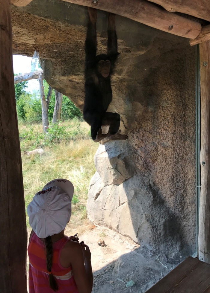 Zoo Osnabrück mit Kindern - Affen