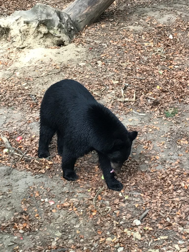 Zoo Osnabrück mit Kindern - Schwarzbär