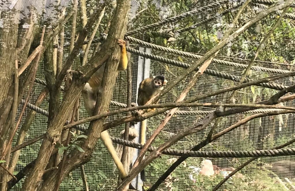 Zoo Osnabrück mit Kindern - Affen