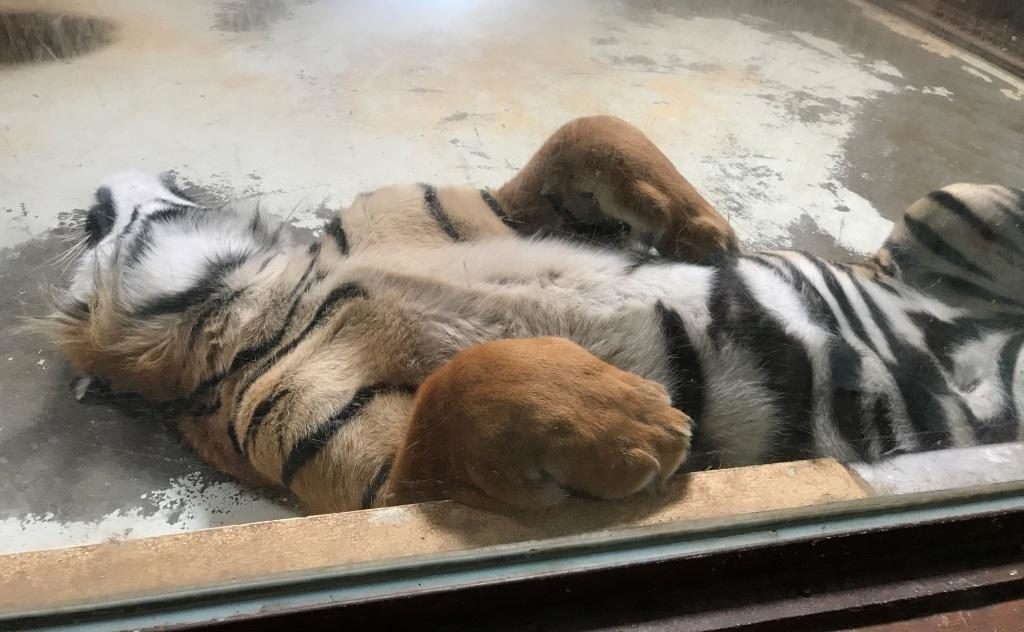 Zoo Osnabrück mit Kindern - Tiger