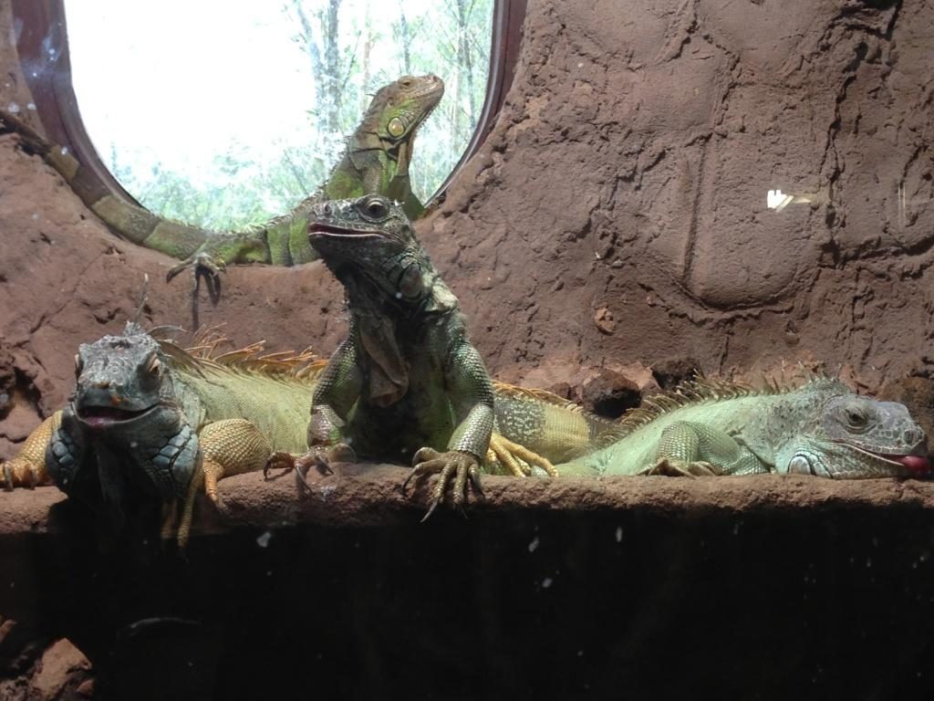 Zoo Osnabrück mit Kindern - Leguan