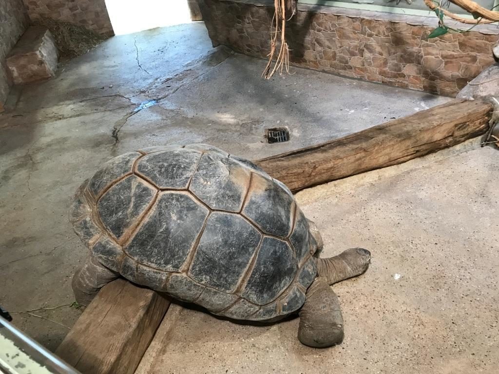 Zoo Osnabrück mit Kindern - Schildkröte