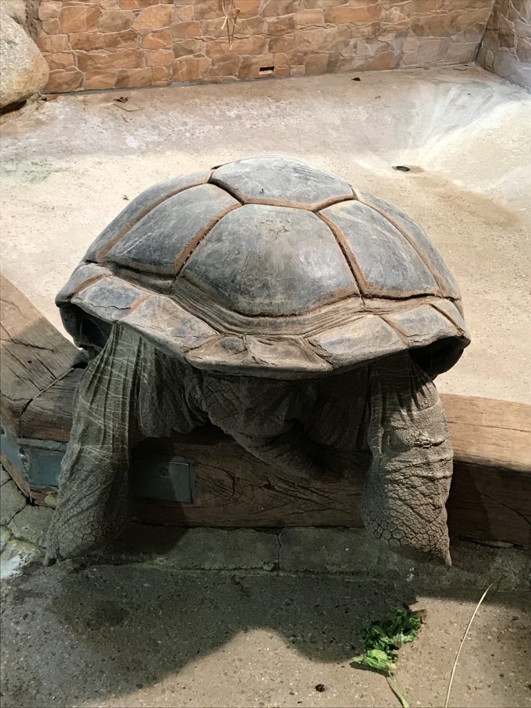 Zoo Osnabrück mit Kindern - Schildkröte