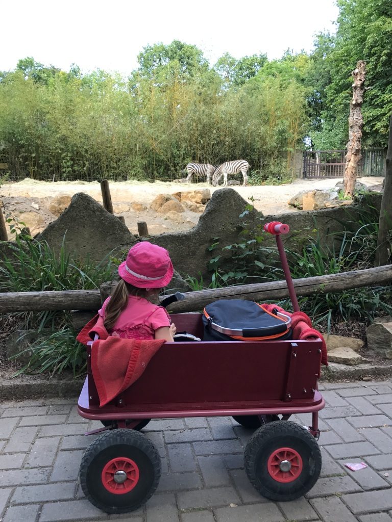 Zoo Osnabrück mit Kindern - Zebras