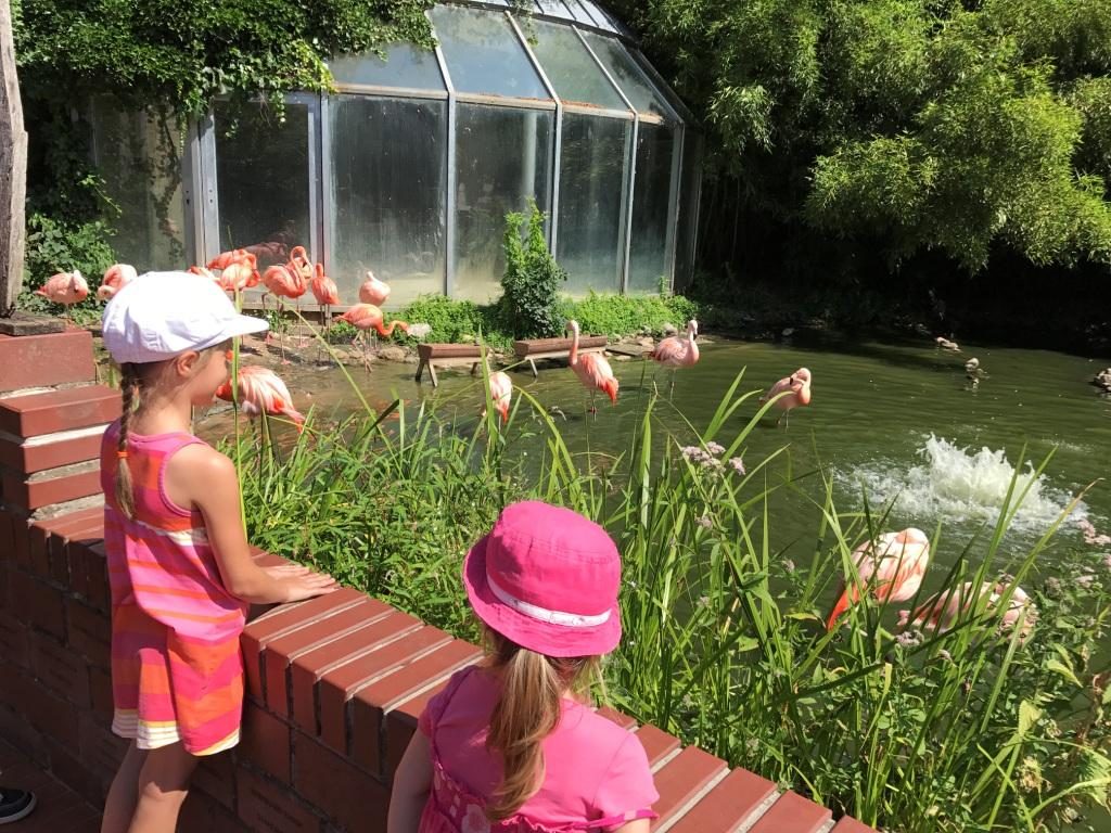 Zoo Osnabrück mit Kindern - Flamingos