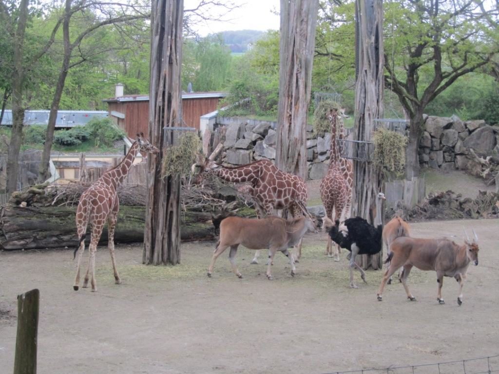 Zoo Osnabrück mit Kindern - Giraffen