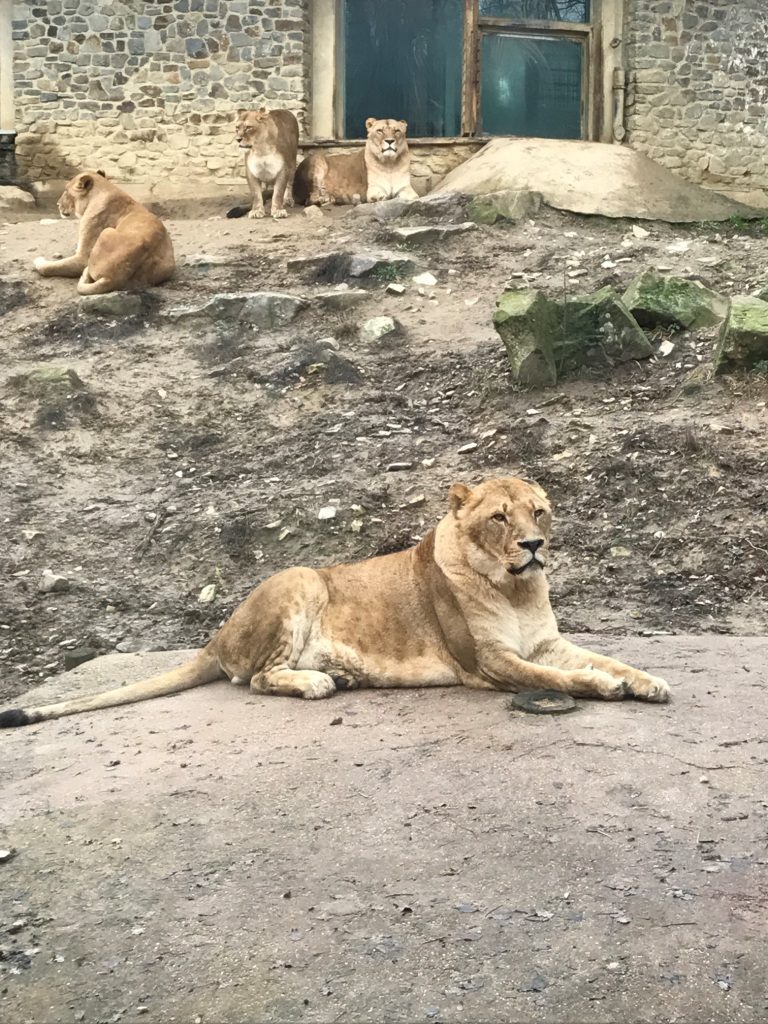 Zoo Osnabrück mit Kindern - Löwen