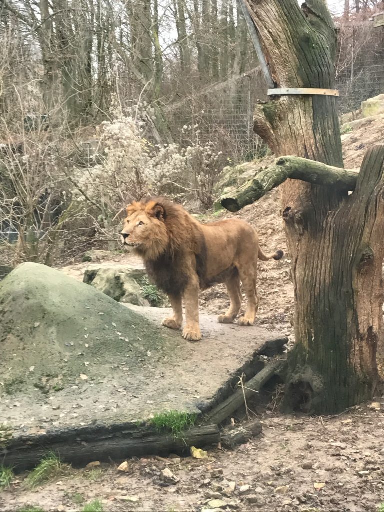 Zoo Osnabrück mit Kindern - Löwen