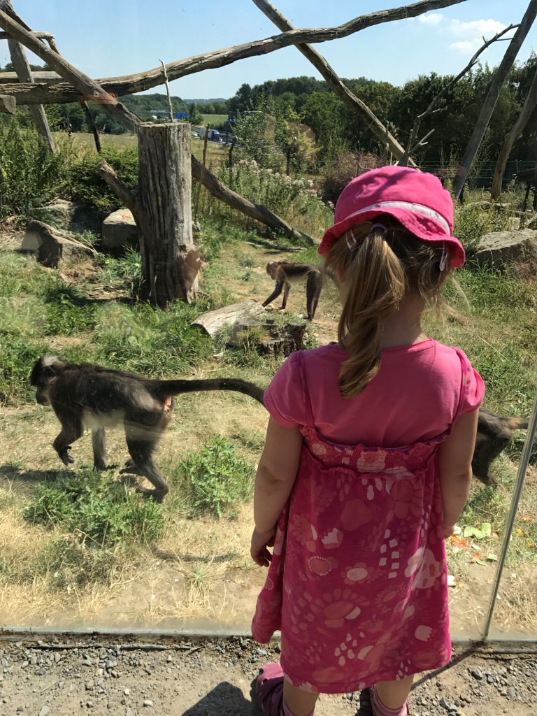 Zoo Osnabrück mit Kindern - Affen