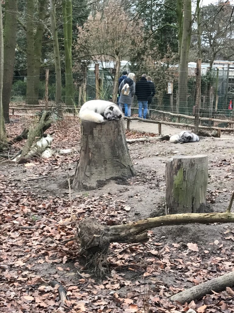Zoo Osnabrück mit Kindern