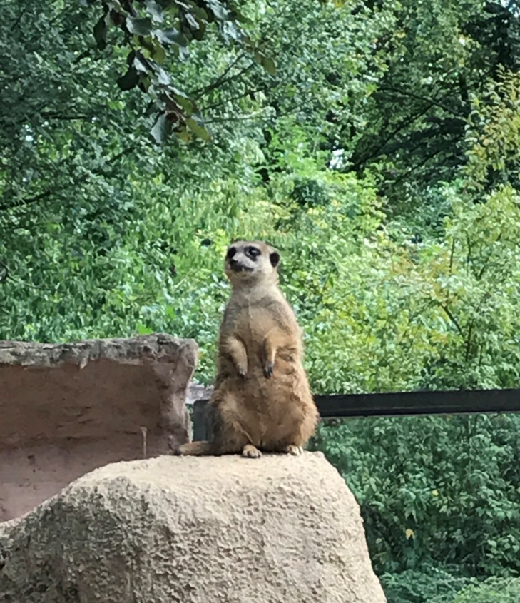 Zoo Osnabrück mit Kindern - Erdmännchen