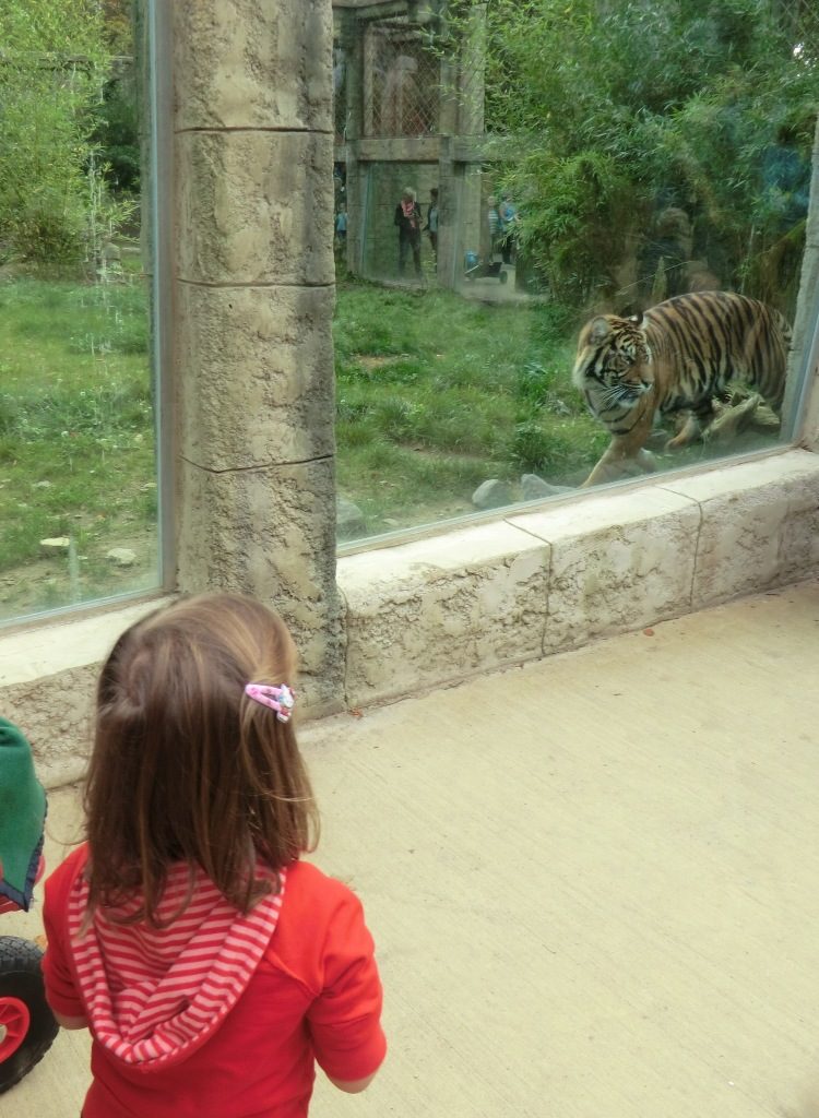 Zoo Osnabrück mit Kindern - Tiger