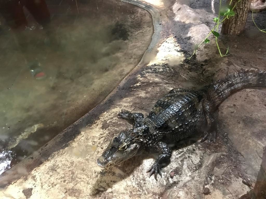 Zoo Osnabrück mit Kindern - Kaiman
