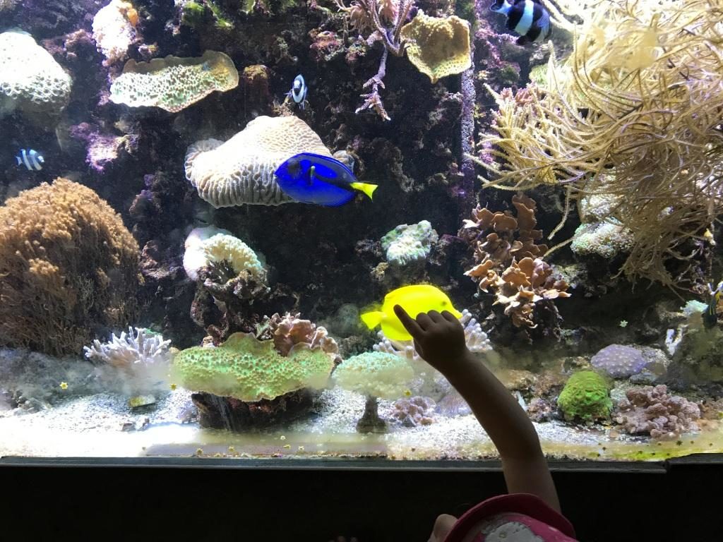 Zoo Osnabrück mit Kindern - Fische