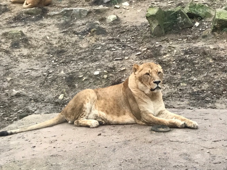 Zoo Osnabrück : Ausflug mit Kindern