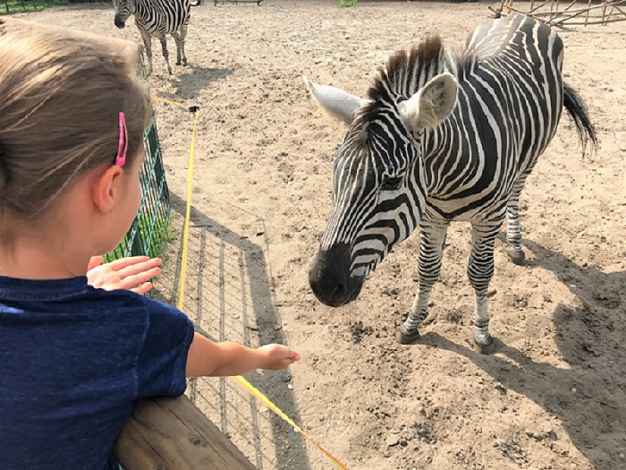 30am30 - 30 schöne Momente im August 2020 - Tierpark, Zebra füttern