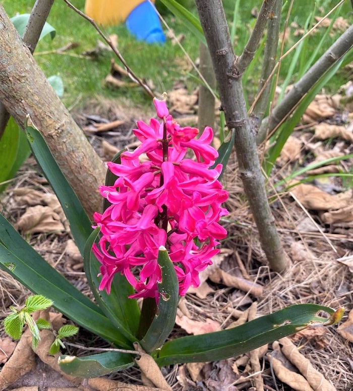 30am30 - 30 schöne Momente im April 2021 -  Blumen im Garten