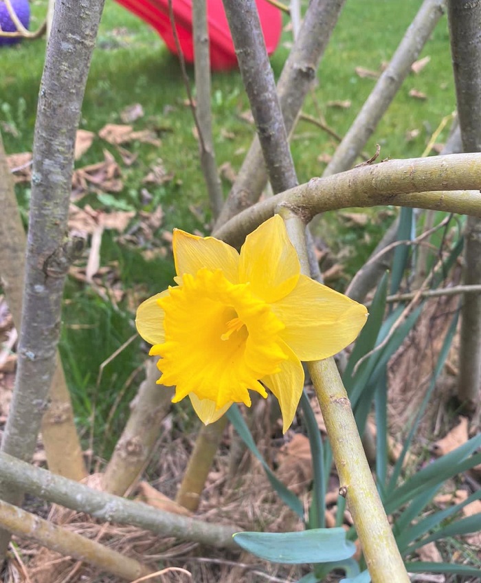30am30 - 30 schöne Momente im April 2021 -  Blumen im Garten