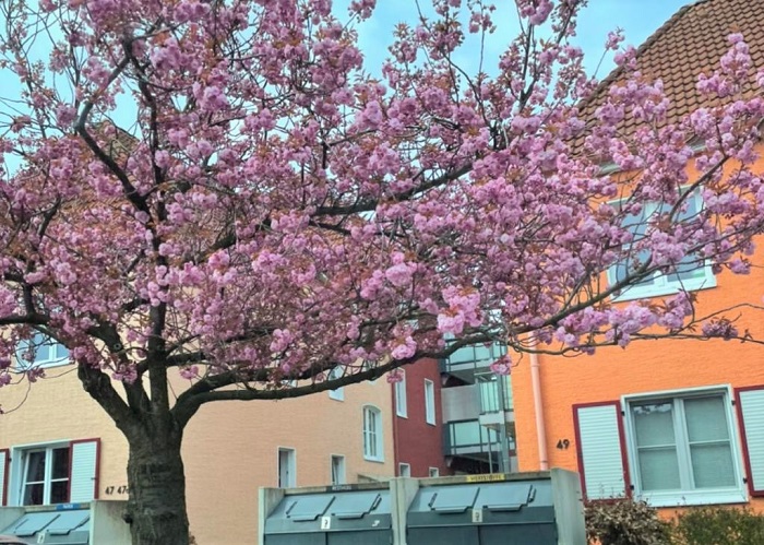 30am30 - 30 schöne Momente im April 2021 - Kirschbäume