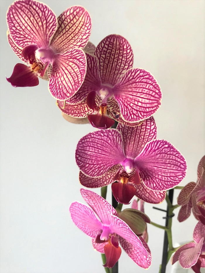 30am30 - 30 schöne Momente im April 2021 - Orchidee