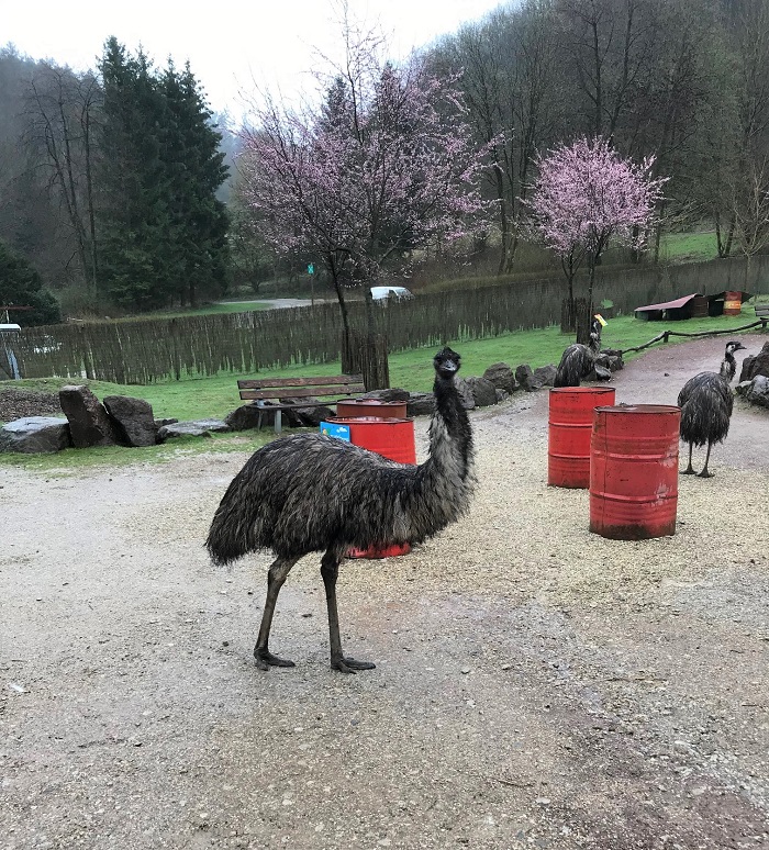 30am30 - 30 schöne Momente im April 2021 -  Vogelpark Heiligenkirchen